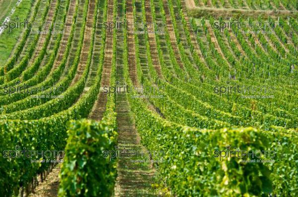 Vignoble Bordelais (JBN_01728.jpg)