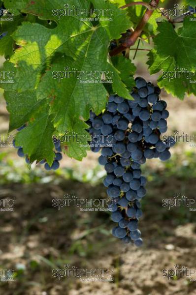 Grappe de Raisin -Merlot (JBN_01760.jpg)