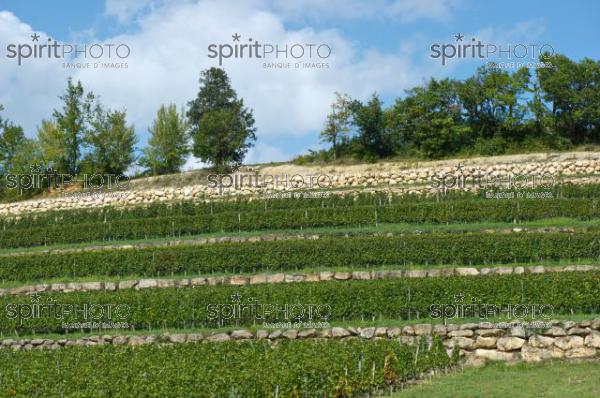 Vignoble Bordelais (JBN_01761.jpg)