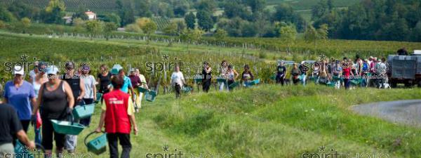 Vendanges-Chteau Faugres (JBN_01805.jpg)