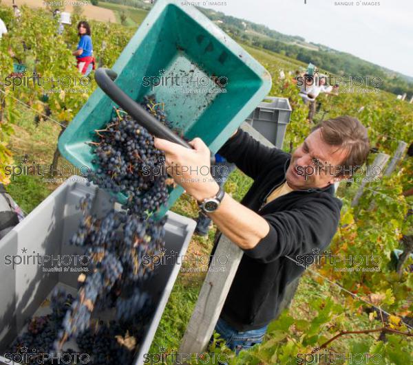 Silvio Denz-Vendanges-Chteau Faugres (JBN_01808.jpg)