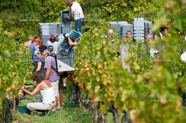 Vendanges-Chteau Faugres (JBN_01811.jpg)