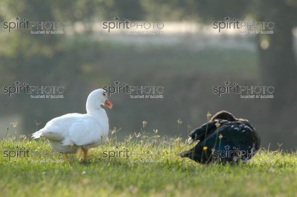 Canard des Landes (JBN_01982.jpg)