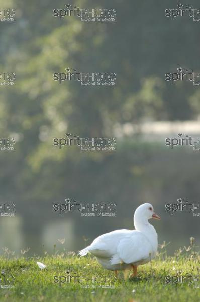 Canard des Landes (JBN_01983.jpg)