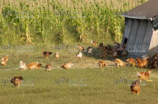 Poulets des Landes (JBN_01985.jpg)