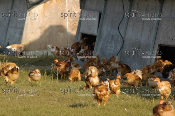 Poulets des Landes (JBN_01986.jpg)