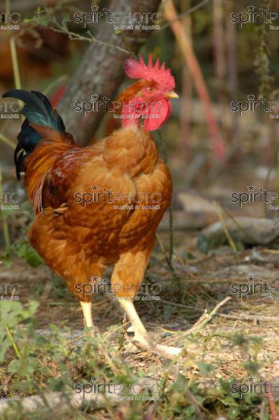 Poulets des Landes (JBN_01991.jpg)