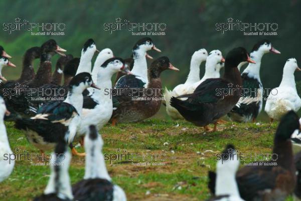 Canard des Landes (JBN_02008.jpg)