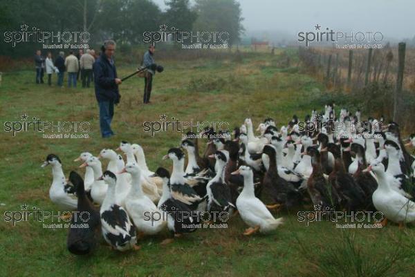 Canard des Landes (JBN_02010.jpg)