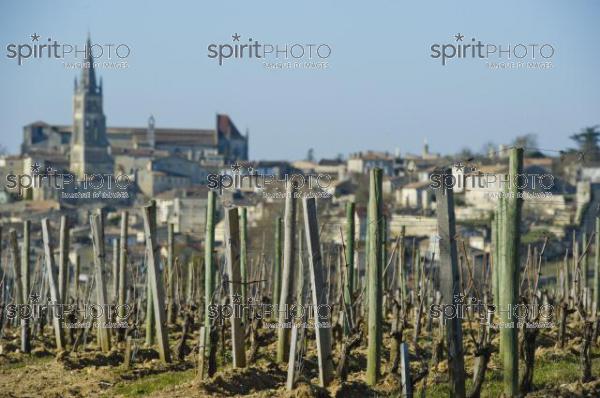 Vignoble de Saint-Emilion (JBN_02788.jpg)