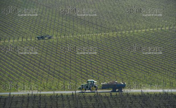 Vignoble de Saint-Emilion (JBN_02792.jpg)