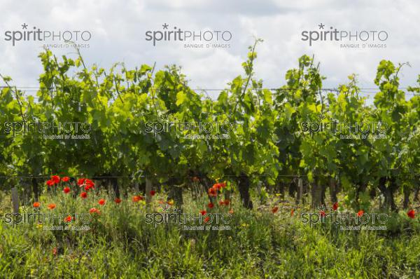 Vignoble Bordelais (JBN_02939.jpg)