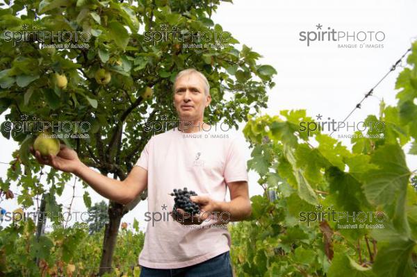 GIRONDE (33) LAPOUYADE, DELPHINE ET BENOIT VINET, DOMAINE EMILE GRELIER, AGRICULTURE BIOLOGIQUE, VIGNOBLE BORDELAIS  // FRANCE, GIRONDE (33) LAPOUYADE, DELPHINE ET BENOIT VINET, DOMAINE EMILE GRELIER, ORGANIC AGRICULTURE, BORDEAUX VINEYARD (JBN_0298.jpg)