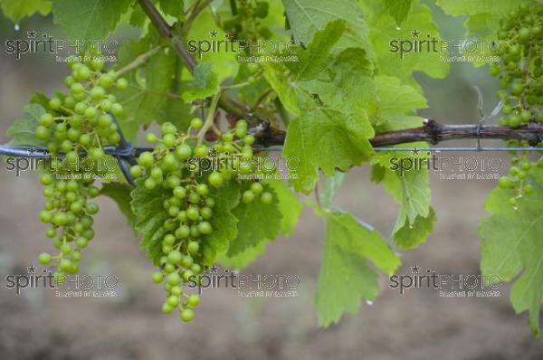 Cycle Vgtatif de la Vigne (JBN_02994.jpg)