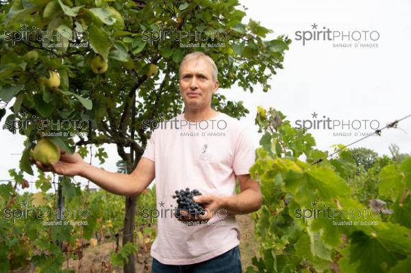 GIRONDE (33) LAPOUYADE, DELPHINE ET BENOIT VINET, DOMAINE EMILE GRELIER, AGRICULTURE BIOLOGIQUE, VIGNOBLE BORDELAIS  // FRANCE, GIRONDE (33) LAPOUYADE, DELPHINE ET BENOIT VINET, DOMAINE EMILE GRELIER, ORGANIC AGRICULTURE, BORDEAUX VINEYARD (JBN_0302.jpg)