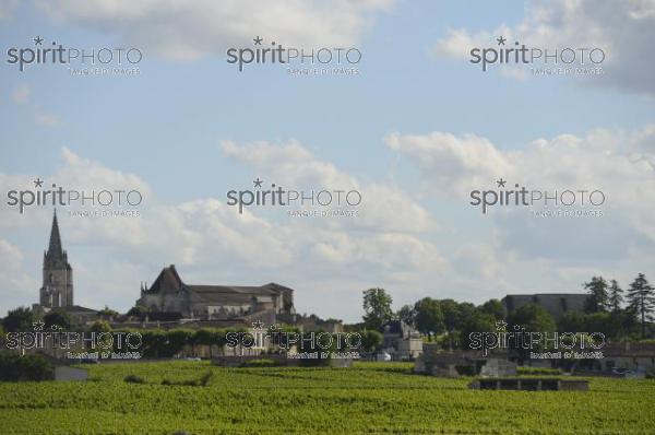 Vignoble de Saint-Emilion -Chteau Soutard-Vignoble Bordelais (JBN_03042.jpg)