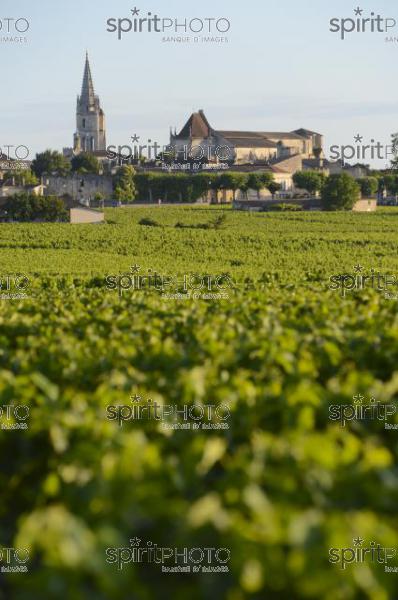 Vignoble de Saint-Emilion -Chteau Soutard-Vignoble Bordelais (JBN_03044.jpg)