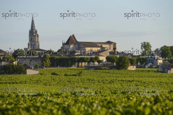 Vignoble de Saint-Emilion -Chteau Soutard-Vignoble Bordelais (JBN_03045.jpg)