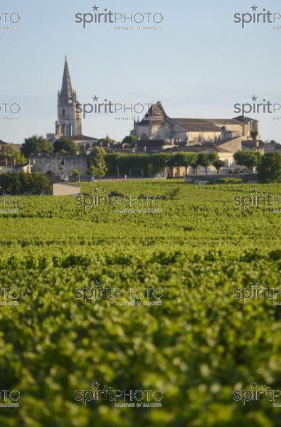 Vignoble de Saint-Emilion -Château Soutard-Vignoble Bordelais (JBN_03046.jpg)