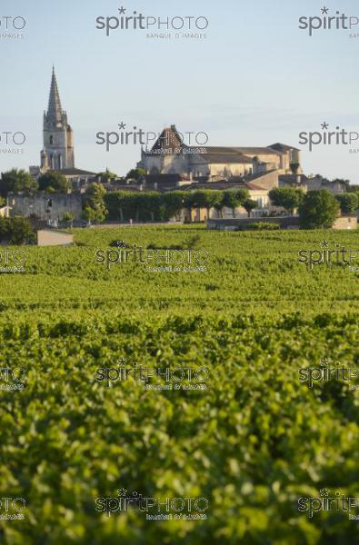 Vignoble de Saint-Emilion -Chteau Soutard-Vignoble Bordelais (JBN_03047.jpg)