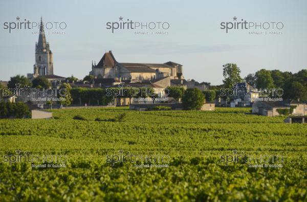 Vignoble de Saint-Emilion -Chteau Soutard-Vignoble Bordelais (JBN_03048.jpg)