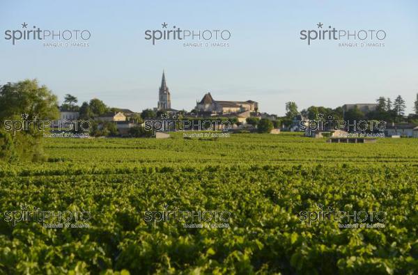 Vignoble de Saint-Emilion -Chteau Soutard-Vignoble Bordelais (JBN_03049.jpg)