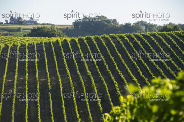 Vignoble Bordelais (JBN_03083.jpg)