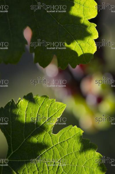 Cycle Vgtatif de la Vigne-Feuille de Vigne (JBN_03098.jpg)