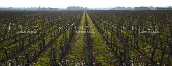 Vignoble Bordelais en hiver (JBN_03201.jpg)