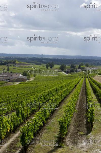 Vignoble Bordelais (JBN_03297.jpg)