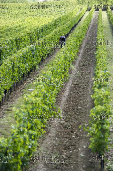 Vignoble Bordelais (JBN_03298.jpg)