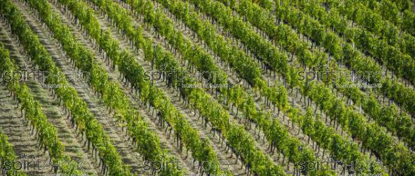 Vignoble Bordelais (JBN_03302-2.jpg)