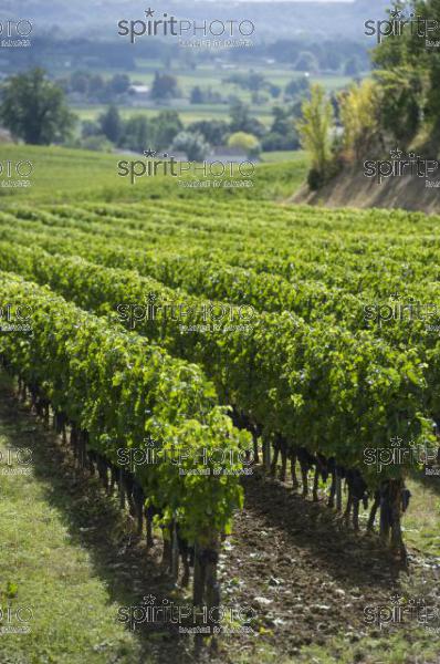 Vignoble Bordelais (JBN_03305.jpg)