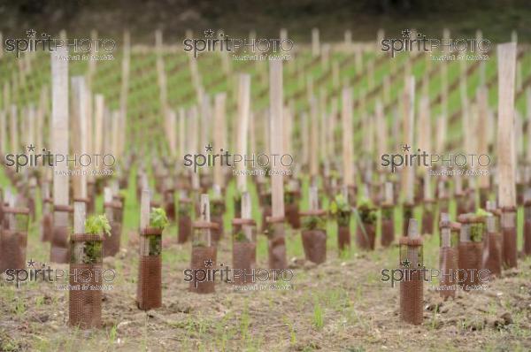 Plantation Vigne (JBN_03463.jpg)