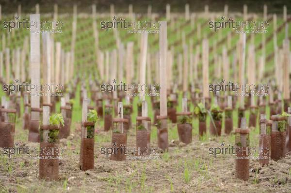 Plantation Vigne (JBN_03464.jpg)