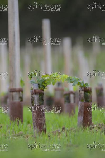 Plantation Vigne (JBN_03466.jpg)