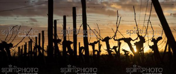 Vignoble en hiver (JBN_03559-2.jpg)