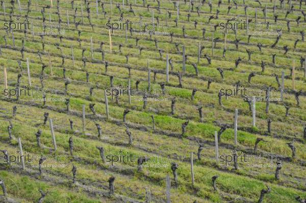 Chteau La Doninique - Vignoble Fayat (JBN_03912.jpg)