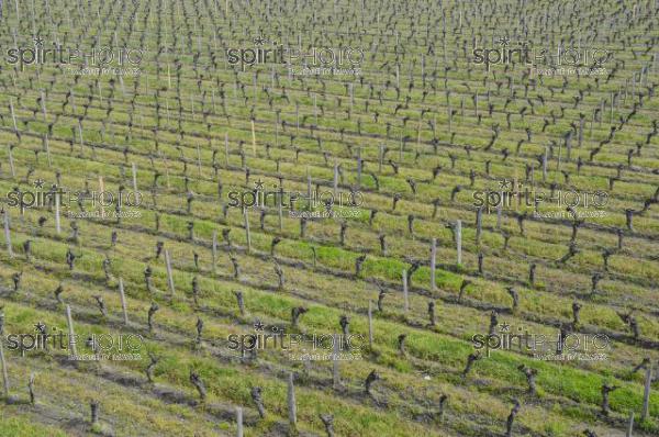 Chteau La Doninique - Vignoble Fayat (JBN_03913.jpg)
