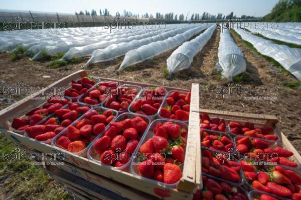 FRANCE, LOT ET GARONNE, BOURRAN, EXPLOITATION AGRICOLE EARL LEYX VALADE, CULTURE ET RECOLTE DE FRAISES EN PLEINE TERRE SOUS PETIT TUNNEL (JBN_0823.jpg)