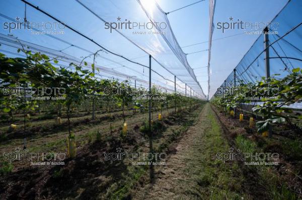 FRANCE, LOT ET GARONNE, BOURRAN, EXPLOITATION AGRICOLE EARL LEYX VALADE, PALISSAGE ET FILET DE PROTECTION ANTI GRELE DANS UN VERGER DE KIWI EN FLEUR AU PRINTEMPS, NOUVELLE AQUITAINE (JBN_0927.jpg)