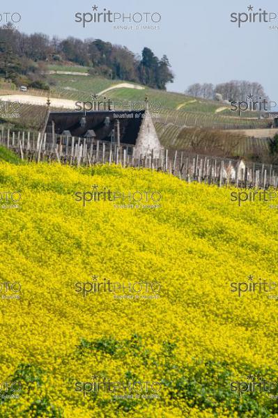 GIRONDE (33), SAINT-EMILION, TOIT DU CHATEAU LA GAFFELIERE AU PRINTEMPS, PAYSAGE VITICOLE, VIGNOBLE DU BORDELAIS // FRANCE, GIRONDE (33), SAINT-EMILION, ROOF OF CHATEAU LA GAFFELIERE IN SPRING, WINE LANDSCAPE, BORDEAUX VINEYARD (JBN_0954.jpg)