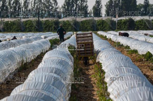 FRANCE, LOT ET GARONNE, BOURRAN, EXPLOITATION AGRICOLE EARL LEYX VALADE, CULTURE ET RECOLTE DE FRAISES EN PLEINE TERRE SOUS PETIT TUNNEL (JBN_1391.jpg)