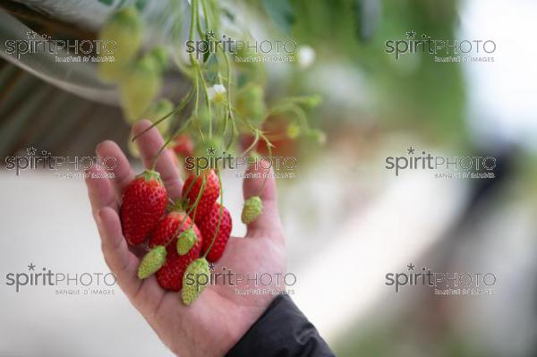 FRANCE, LOT ET GARONNE, BOURRAN, EXPLOITATION AGRICOLE EARL LEYX VALADE, CULTURE ET RECOLTE DE FRAISES HORS SOL SOUS GRAND TUNNEL (JBN_1460.jpg)