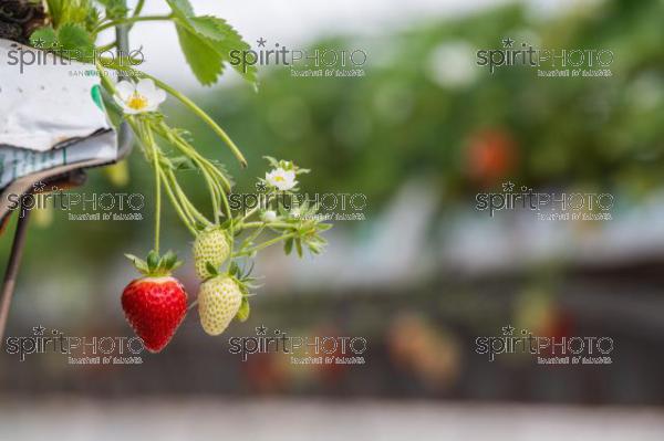 FRANCE, LOT ET GARONNE, BOURRAN, EXPLOITATION AGRICOLE EARL LEYX VALADE, CULTURE ET RECOLTE DE FRAISES HORS SOL SOUS GRAND TUNNEL (JBN_1470.jpg)