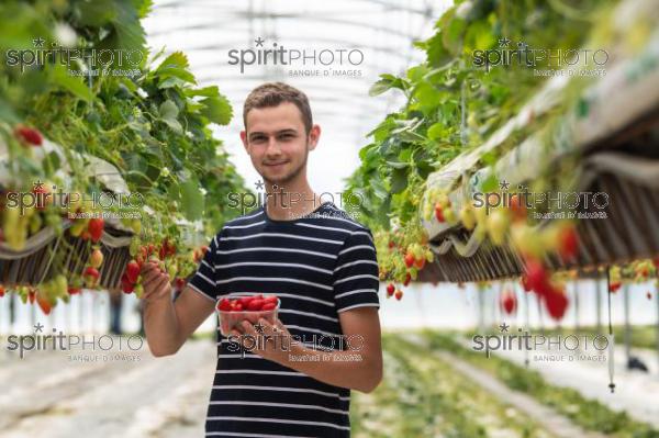 FRANCE, LOT ET GARONNE, BOURRAN, EXPLOITATION AGRICOLE EARL LEYX VALADE, CULTURE ET RECOLTE DE FRAISES HORS SOL SOUS GRAND TUNNEL (JBN_1492.jpg)