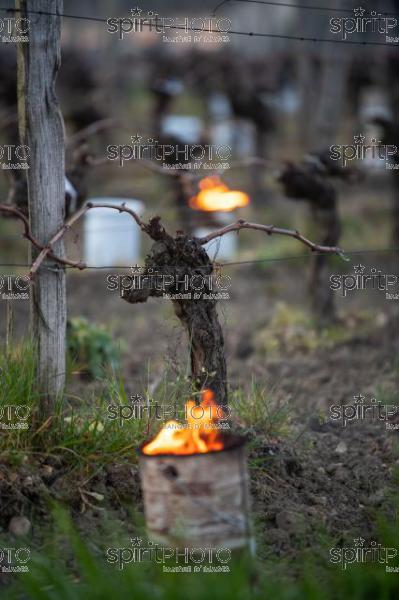 GIRONDE, POMEROL, OIL BURNING SMUDGE POTS IN VINEYARD DURING SUB-ZERO TEMPERATURES OF MARS 2021, BORDEAUX VINEYARD (JBN_2147.jpg)
