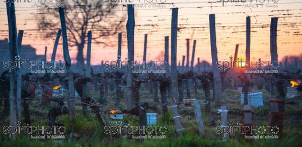 GIRONDE, POMEROL, OIL BURNING SMUDGE POTS IN VINEYARD DURING SUB-ZERO TEMPERATURES OF MARS 2021, BORDEAUX VINEYARD (JBN_2151-2.jpg)