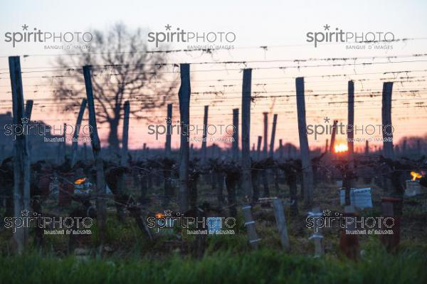 GIRONDE, POMEROL, OIL BURNING SMUDGE POTS IN VINEYARD DURING SUB-ZERO TEMPERATURES OF MARS 2021, BORDEAUX VINEYARD (JBN_2151.jpg)