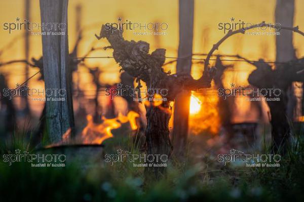 GIRONDE, POMEROL, OIL BURNING SMUDGE POTS IN VINEYARD DURING SUB-ZERO TEMPERATURES OF MARS 2021, BORDEAUX VINEYARD (JBN_2244.jpg)